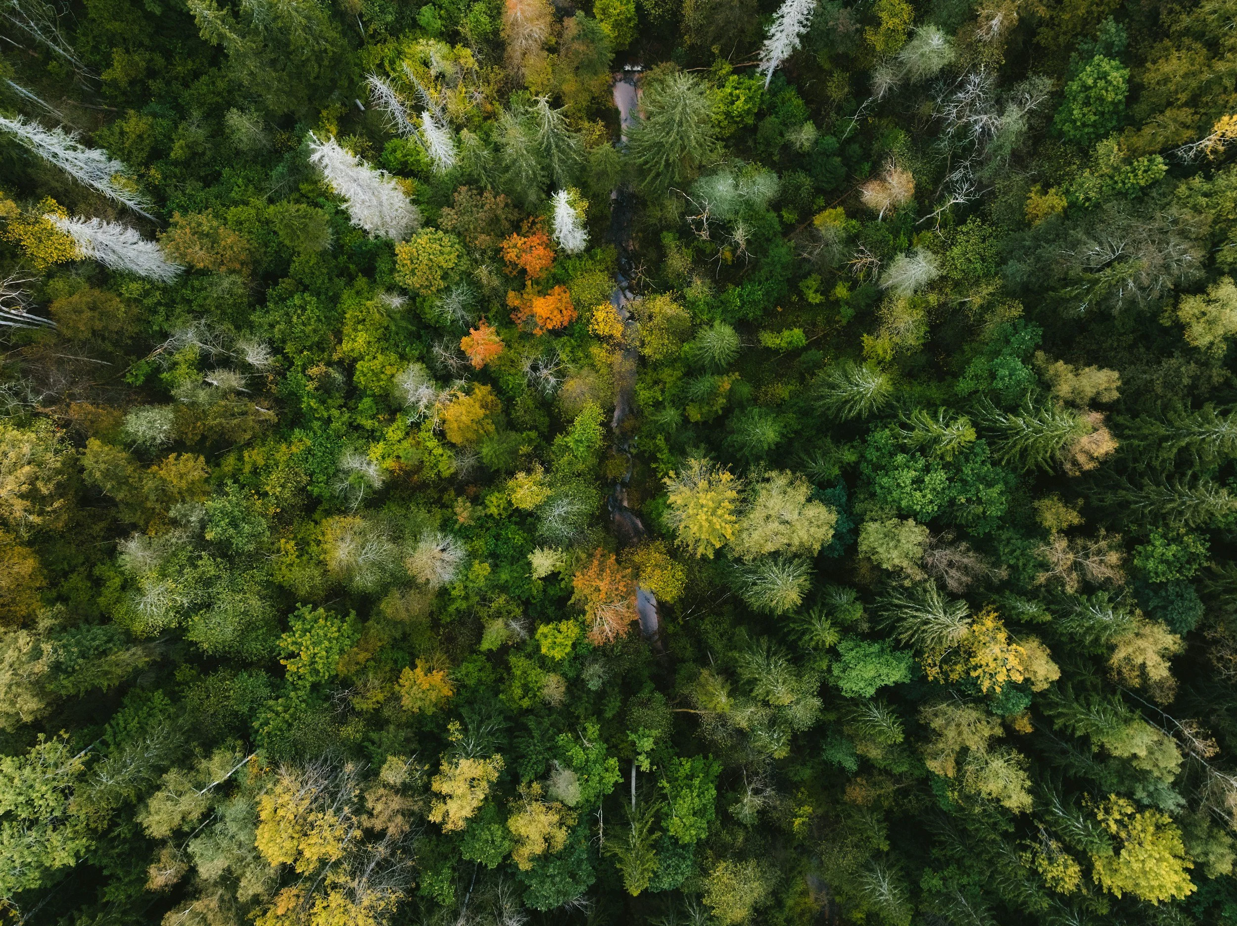 Immersive forest landscape